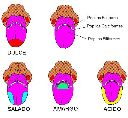 organos de los sentidos